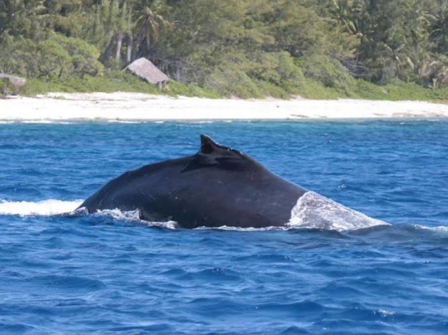 Green Lodge Moorea Temae المظهر الخارجي الصورة